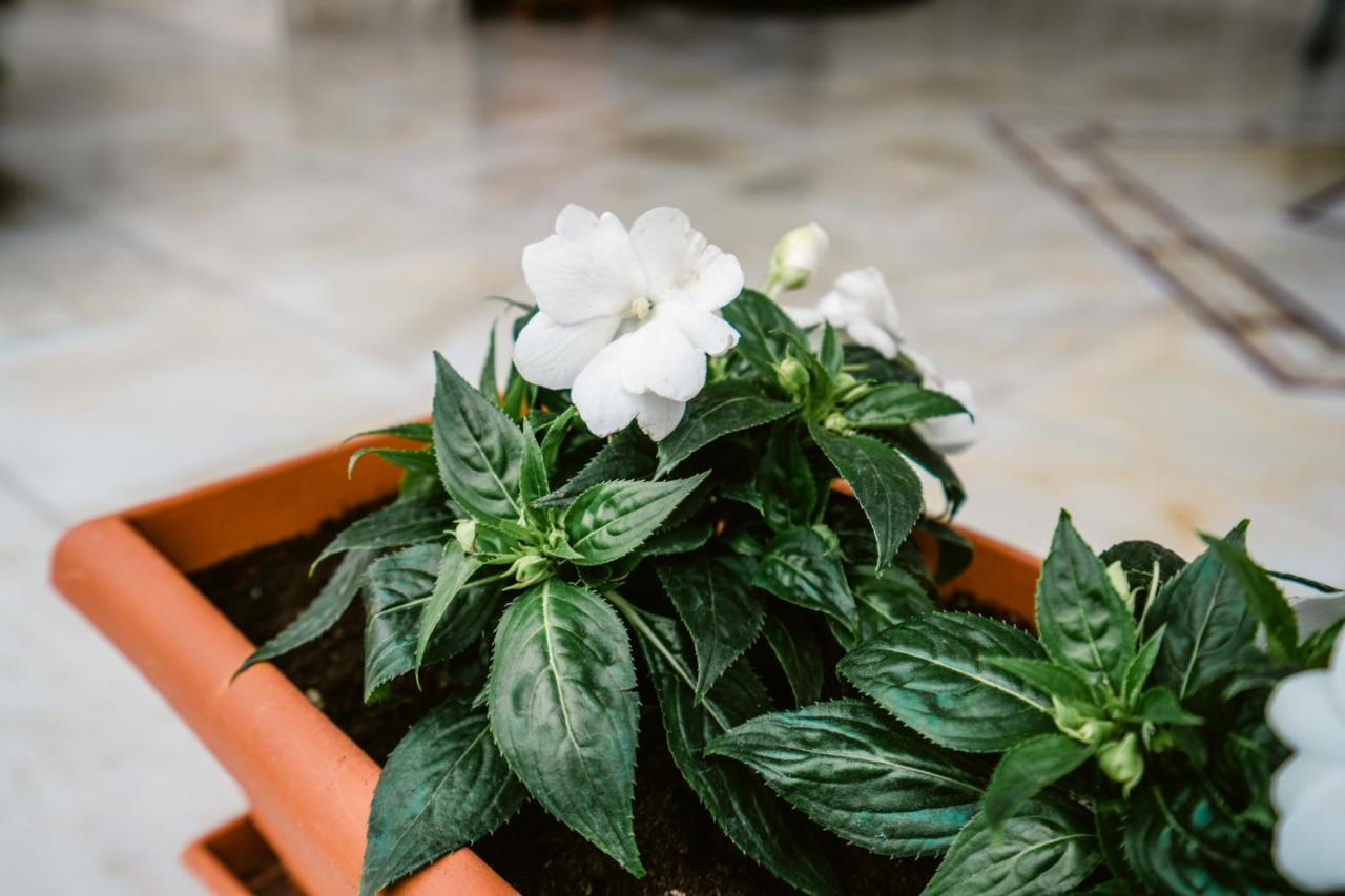 Veria Panorama Luxury Suite With Garden. Екстериор снимка